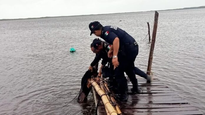 Salvan a perrito amarrado a un muelle de Yucatán tras paso del huracán Milton