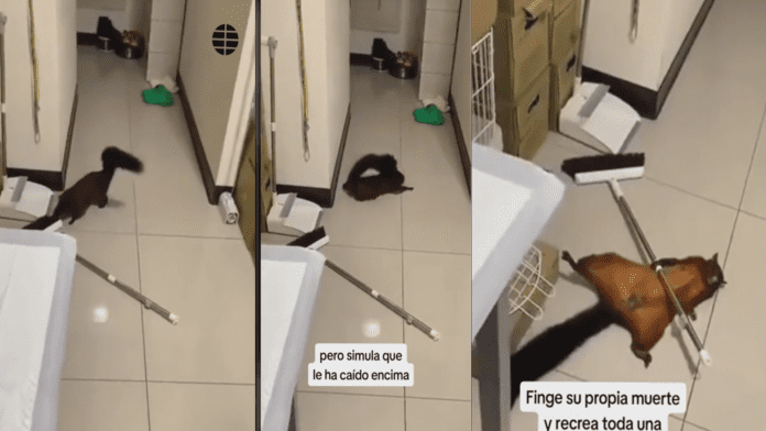 Video: Surge la ardilla actriz, roedor se hace viral por fingir su muerte