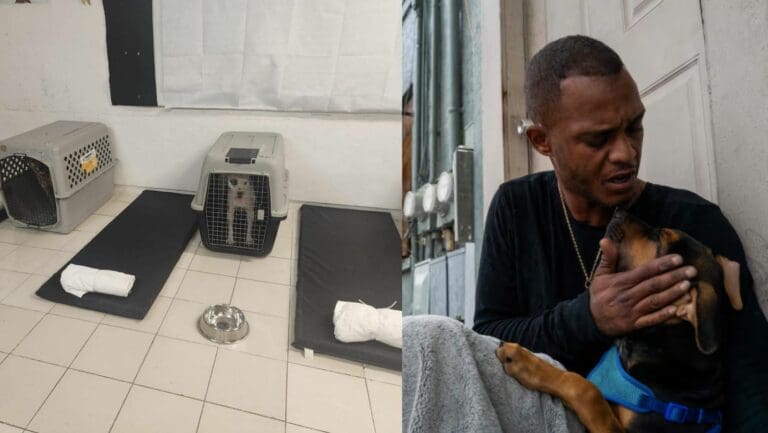 GOBIERNO DE PRIMER MUNDO: Mientras en Florida rechazan mascotas, en QRoo abrieron albergues pet friendly por huracán Milton