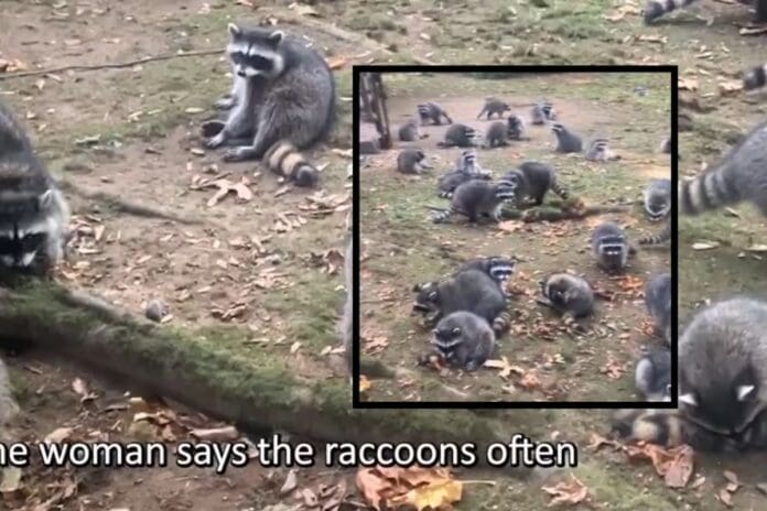 VIDEO: Mujer abandona su hogar tras ser rodeada por más de 100 mapaches que alimentó durante décadas