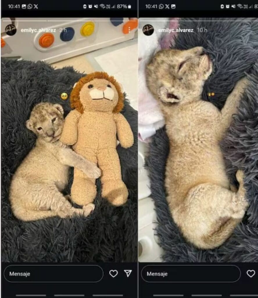 Internautas tunden al "Canelo" Álvarez por culpa de su hija; presumió que tiene un león como mascota