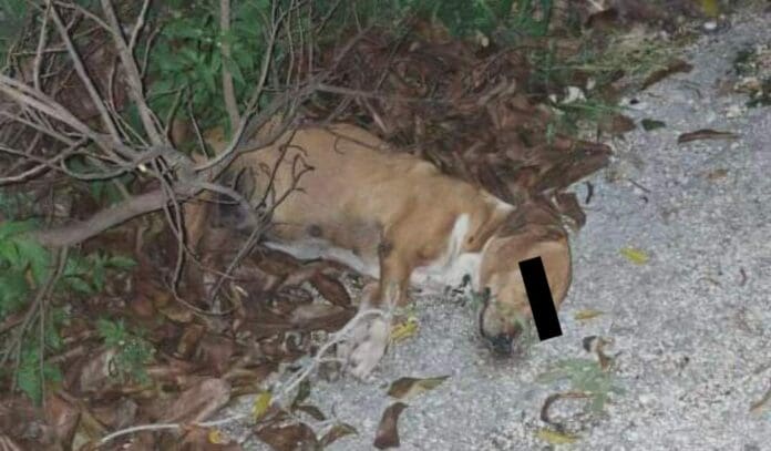Hallan a una perrita sin vida en Tierra Maya en Cancún; denuncian que habría sido abandonado en un área verde.