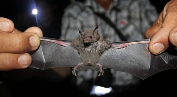 Muere un hombre de 57 años en Oaxaca tras ser mordido por un murciélago. Se investiga como posible caso de rabia.