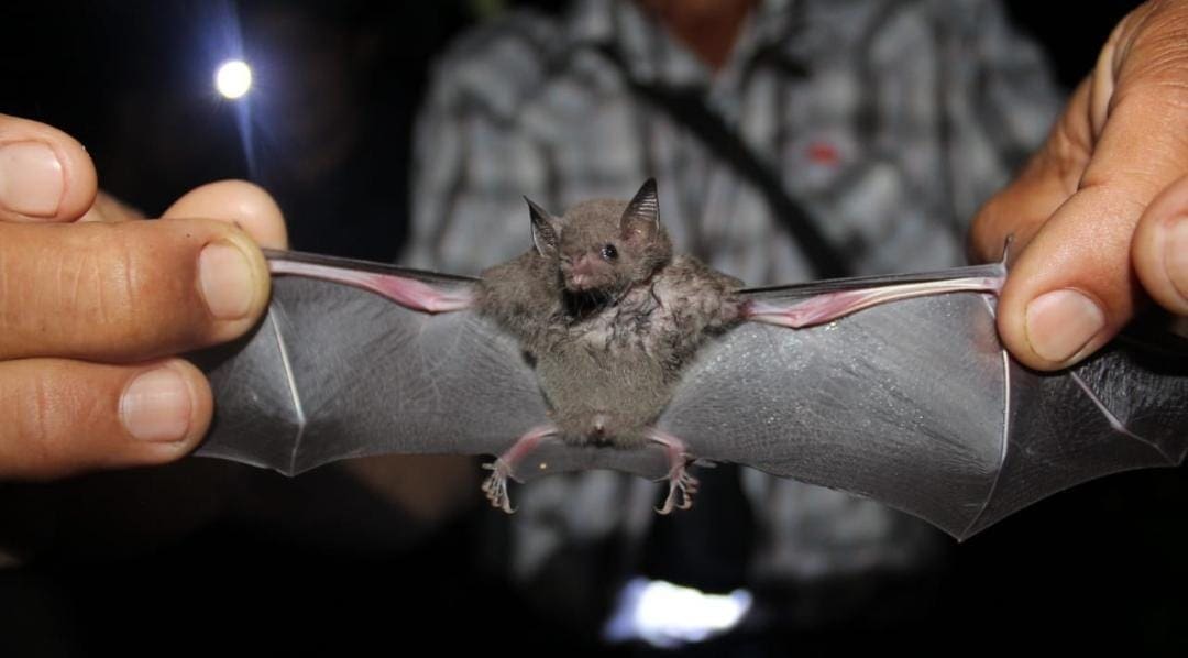 Muere un hombre de 57 años en Oaxaca tras ser mordido por un murciélago