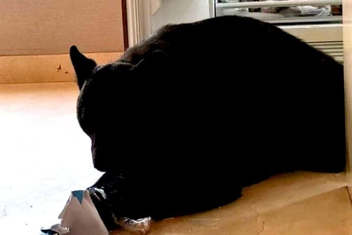 Video: Enorme oso entra a casa de Nuevo León y arrasa con la comida de la familia