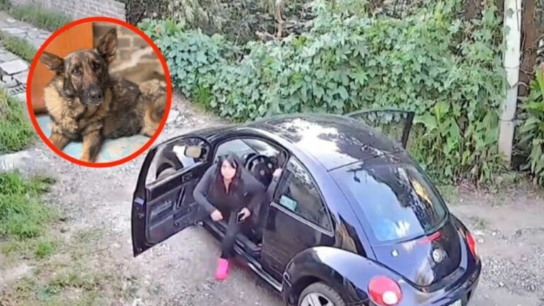 VIDEO: Familia abandona a una perrita y la dejan amarrada a un poste de luz en CDMX