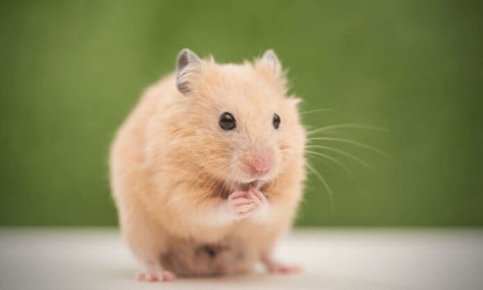 Muere mujer tras ser mordida por su hámster