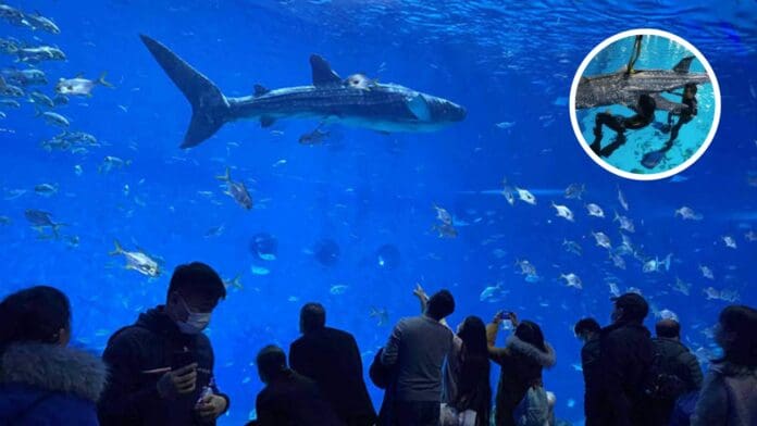 Visitantes de un acuario en China descubren que su tiburón ballena es un robot