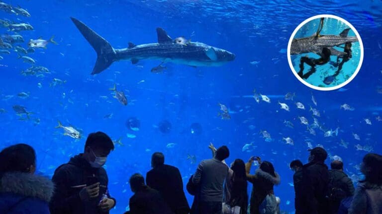 Visitantes de un acuario en China descubren que su tiburón ballena es un robot