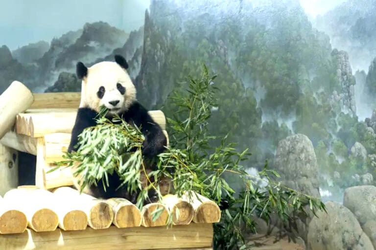 Recibe dos pandas gigantes de China el zoológico de Washington