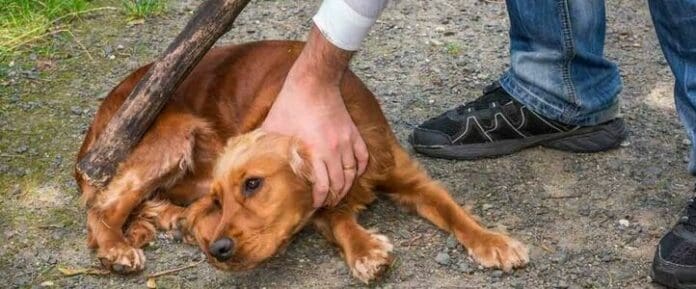 Video: Captan a trabajadores municipales de San Miguel de Allende, Guanajuato, matando perros