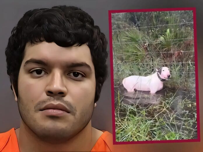 Detienen al hombre que abandonó y ató a un perro durante el huracán Milton