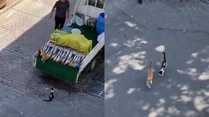 Video: Gatos se roban un pescado de puesto de mariscos