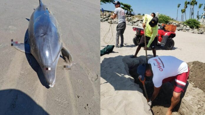 Hallan delfín varado en la playa y lo sepultan, en Nayarit