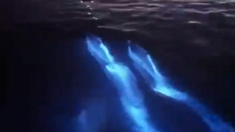Video: Captan a delfines con bioluminiscencia en playas de San Diego, California