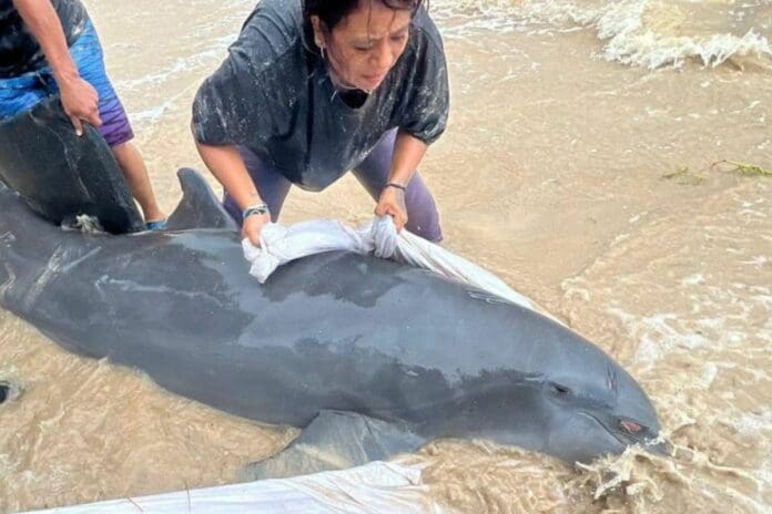 Delfín se queda varado en Mahahual ante la fuerza de la Tormenta Tropical Nadine