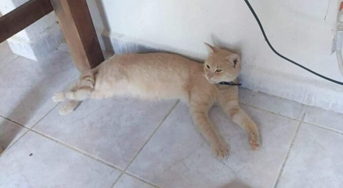 Denuncian a clínica de Cancún por perder un gato; internautas no creen esa versión y dicen que posiblemente se les murió.