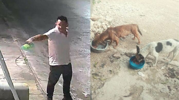 Intentan quemar casa de rescatista en Cancún con ella y sus perritos adentro, autoridades ignoran sus denuncias