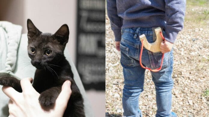 Alerta en Playa del Carmen: niño de 13 años señalado por cazar gatitos en colonias de la ciudad