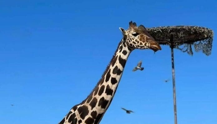 Trasciende que la jirafa Benito, que ahora vive en el Áfricam Safari de Puebla, podría ser padre en 2025. ¿Será?