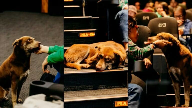 Video: Lomito se hace viral por orinar la alfombra roja en el Festival Internacional de Cine de Morelia