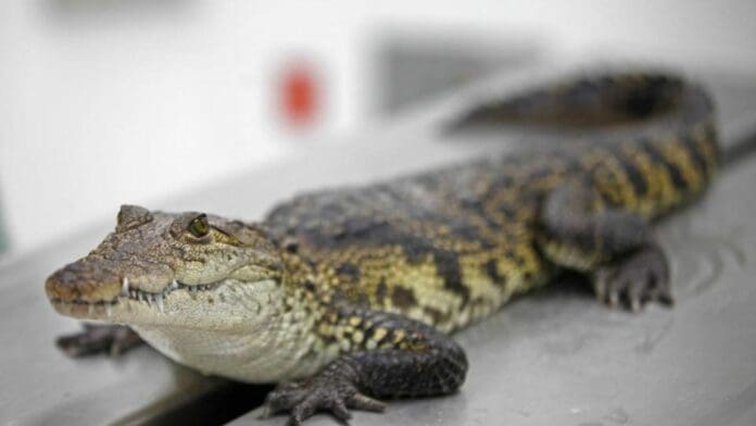 Hallan cocodrilo dentro de una escuela en Veracruz