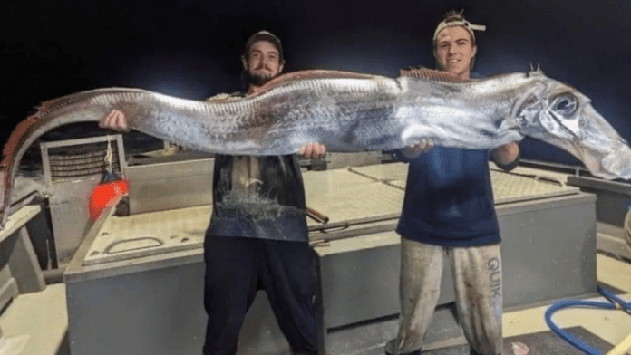 Capturan a extraño pez de más de ocho metros de largo en Australia; lo asocian con desastres naturales
