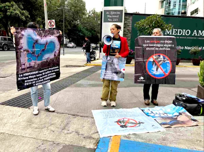 Video: Consulta pública sobre delfinarios termina en noviembre; activistas acusan que son cárceles