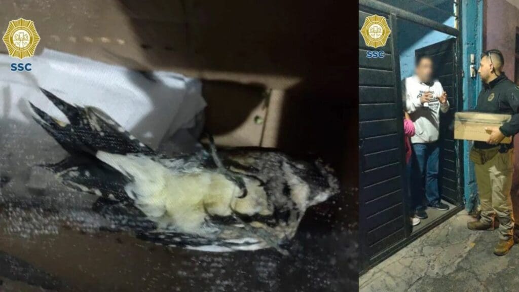 Rescatan a pájaro carpintero que se encontraba en el patio de una casa en la CDMX