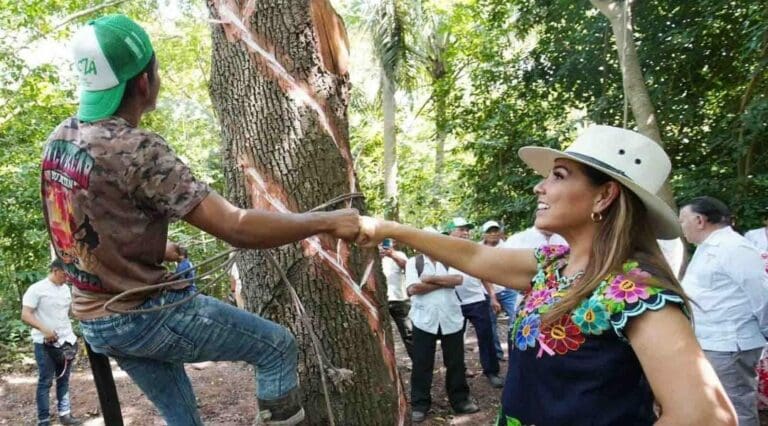 La administración que encabeza la gobernadora Mara Lezama ha obtenido la Indicación Geográfica del Chicle Maya.