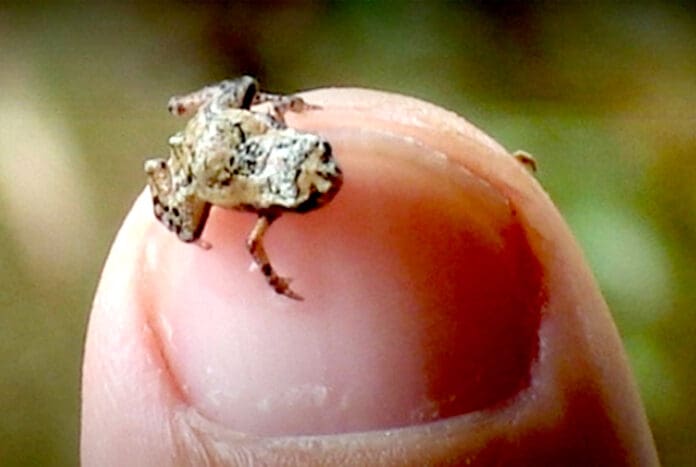 Descubren en Brasil un sapo-pulga, segundo vertebrado más pequeño del mundo