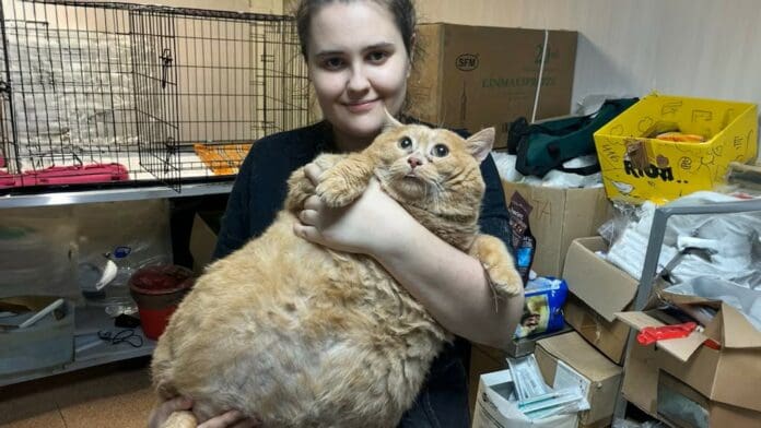 Muere Crumbs, el gato más gordo del mundo, tras ir a campamento para bajar de peso