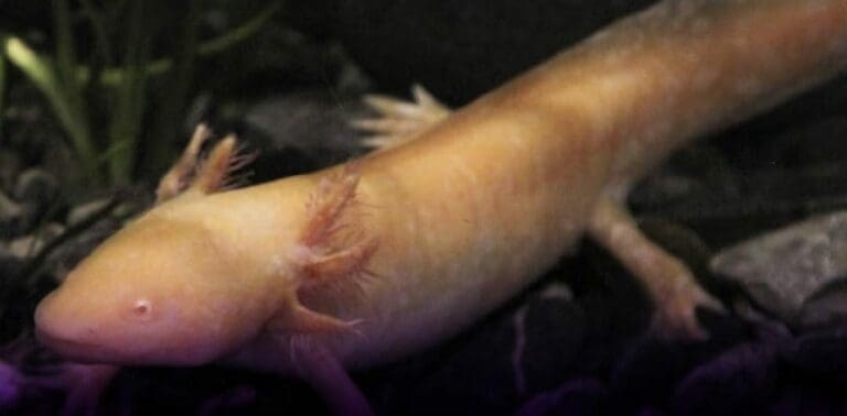 Alerta la UNAM mediante la publicación de un artículo que los ajolotes de Xochimilco podrían desaparecer en el 2025.