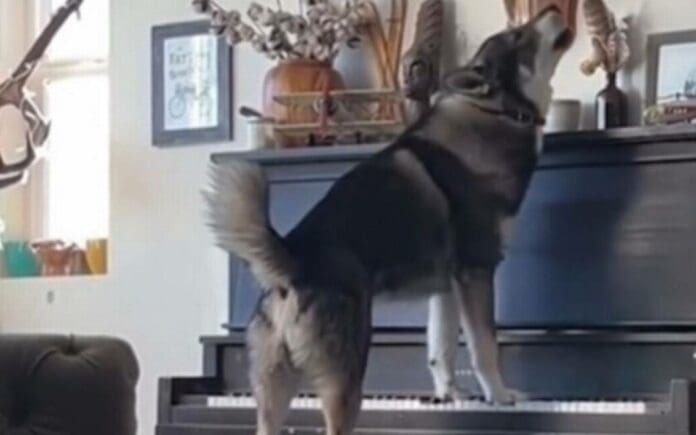 VIDEO: Husky canta mientras sus dueños tocan el piano y se vuelve viral