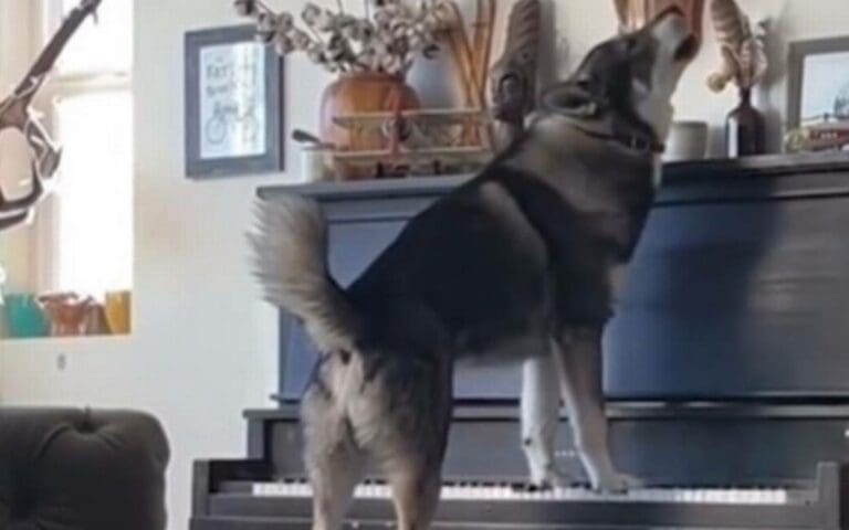 VIDEO: Husky canta mientras sus dueños tocan el piano y se vuelve viral