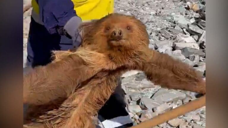 VIDEO: Se viraliza un oso perezoso “volador” y en redes lo comparan con Harry Potter