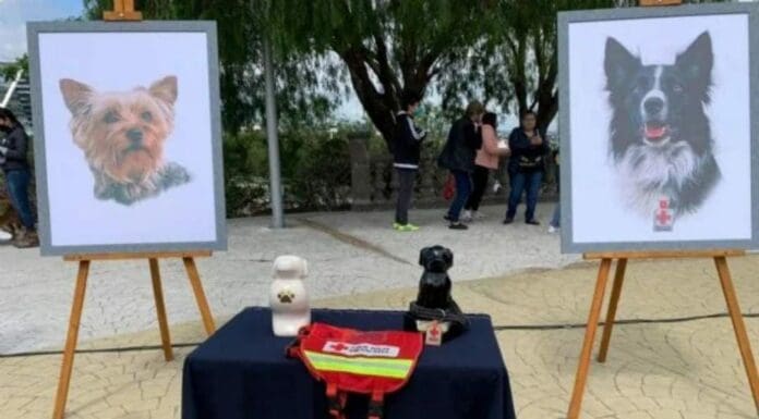 Corte revoca amparo al asesino de los perritos rescatistas Athos y Tango quienes fueron envenenados por un sujeto en el 2021.