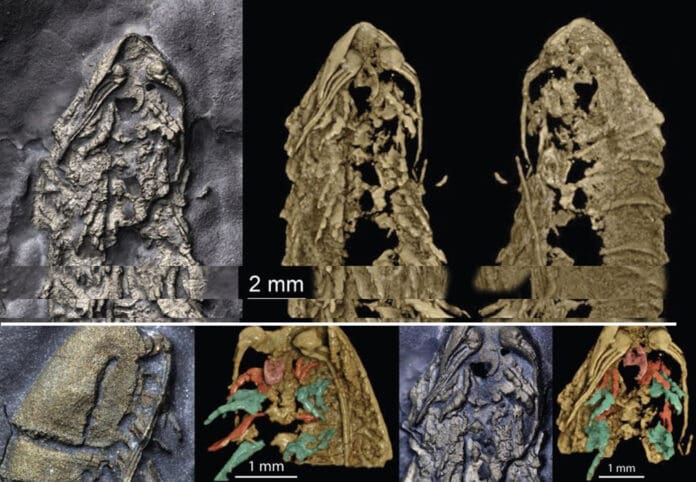 Descubren en NY a pariente de araña o escorpión de hace 450 millones de años