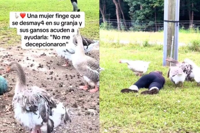 Mujer finge desmayarse y sus gansos corren para ayudarla