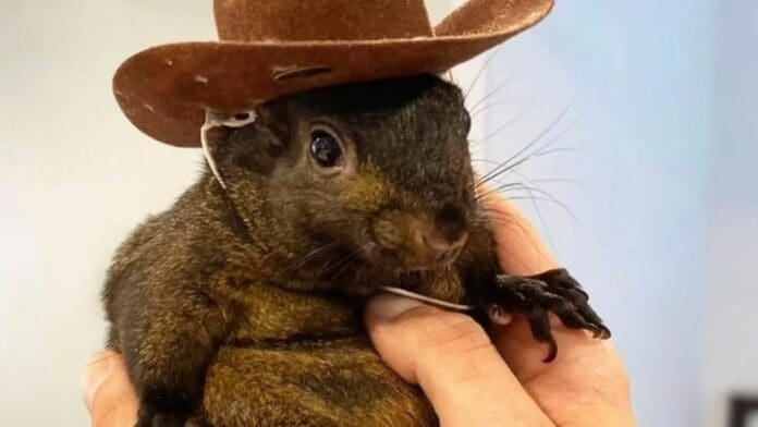 Ardilla rescatada y famosa en Instagram es sacrificada en Nueva York; internautas se indignan