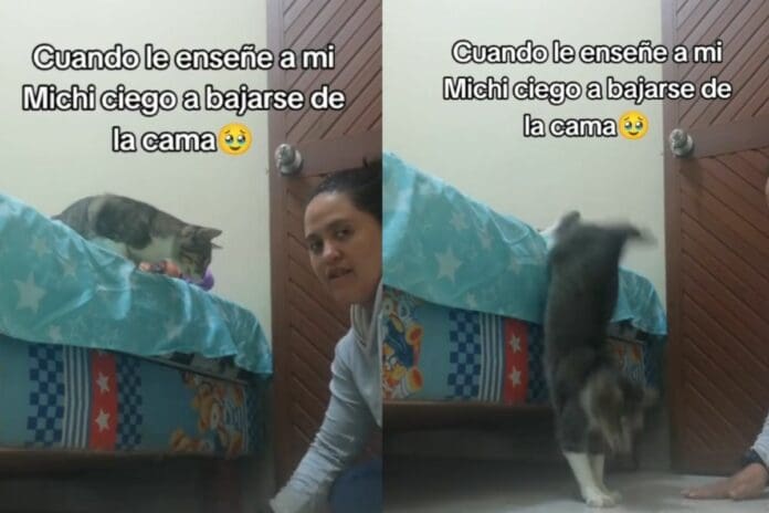 VIDEO: Mujer le enseña a bajar de la cama a un gato ciego