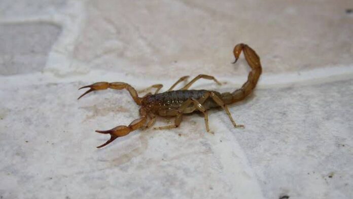 Mujer es picada en la mano por un alacrán en el Metro de CDMX