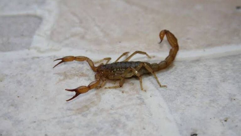 Mujer es picada en la mano por un alacrán en el Metro de CDMX