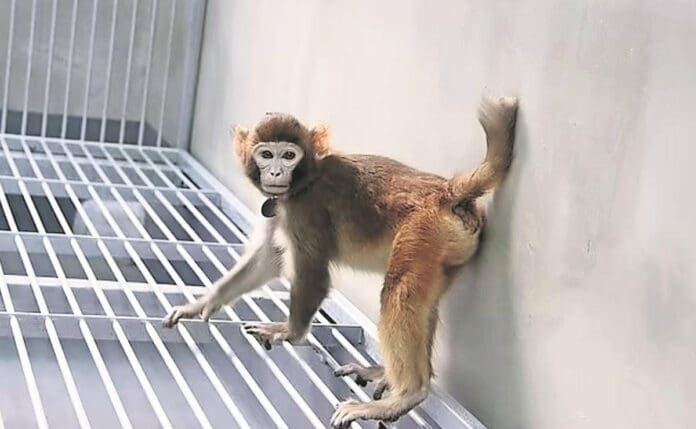 ¿Planeta de los simios? Más de 40 monos escapan de laboratorio en Estados Unidos