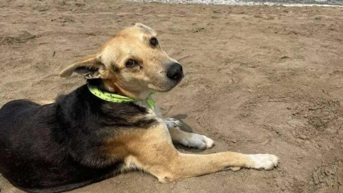 Playa del Carmen registra en promedio una denuncia diaria por maltrato animal