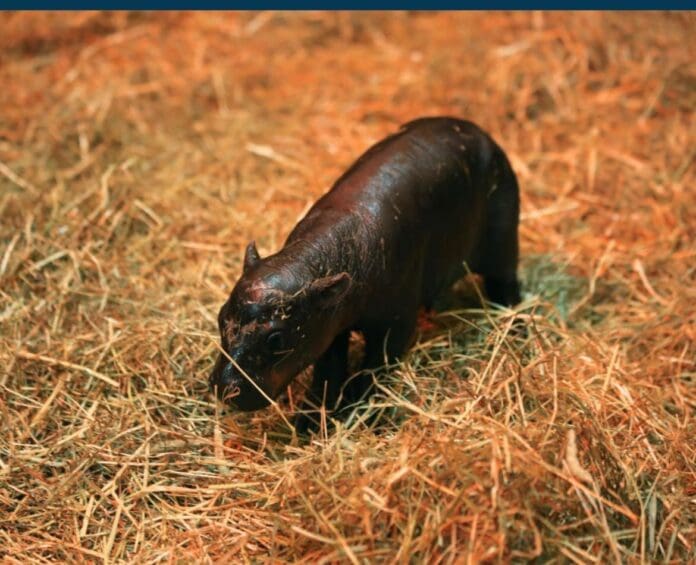 Nace bebé pigmeo en zoo de Escocia