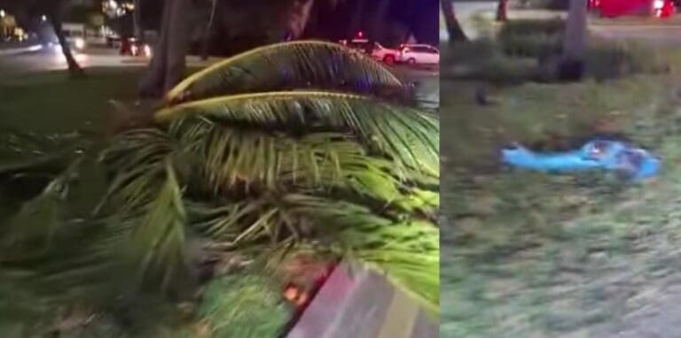 Video: Chofer de autobús Del Valle derriba palmeras y señales viales en Zona Hotelera de Cancún