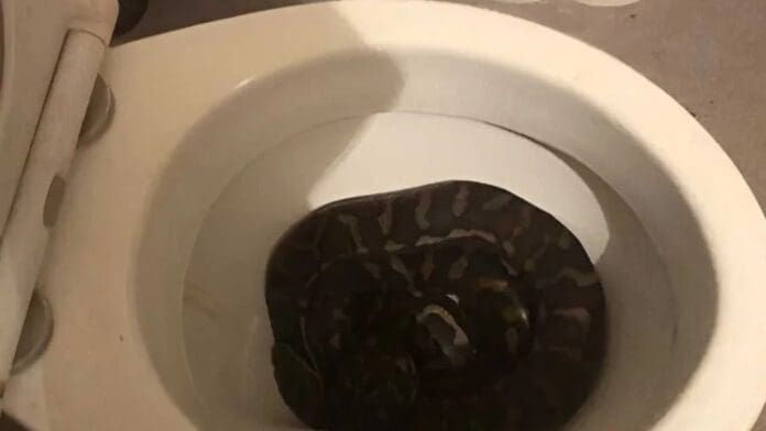 En solo tres días, familia encuentra dos pitones en su baño en Australia