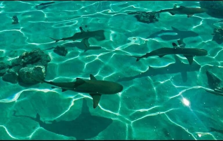 Video: Captan a un grupo de tiburones en playa de La Paz, Baja California; sorprenden a turistas