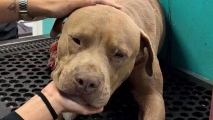 Indignación en redes sociales tras liberación del agresor de “Jefazo”, perro que murió por machetazos en Hidalgo